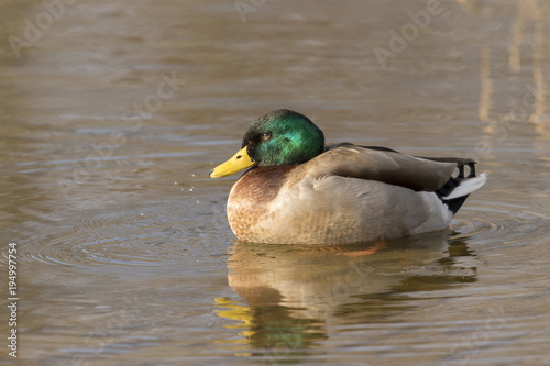 Mallard Duck - Anas platyrhynchos