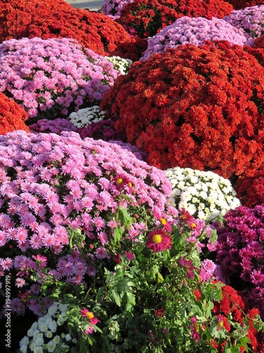 Картината върху платно chrysanthèmes
