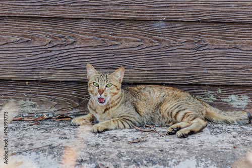 cat yawning near the wall of the house