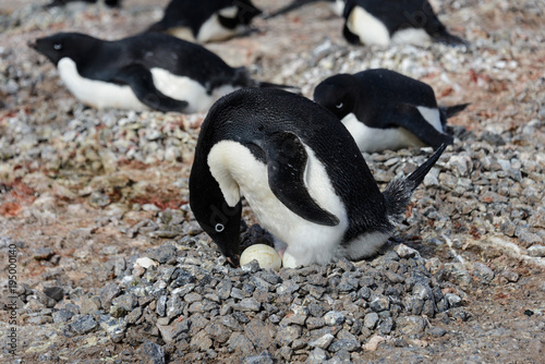 Adelie penguins in nest