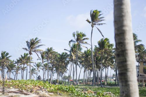 coqueiros da praia photo