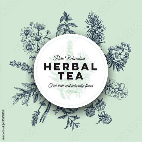 Beautiful vector hand drawn tea herbs Illustration.