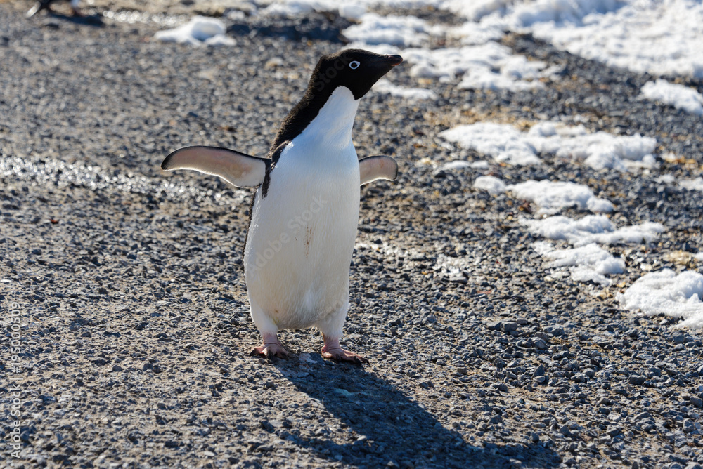 Fototapeta premium Adelie penguin on rock