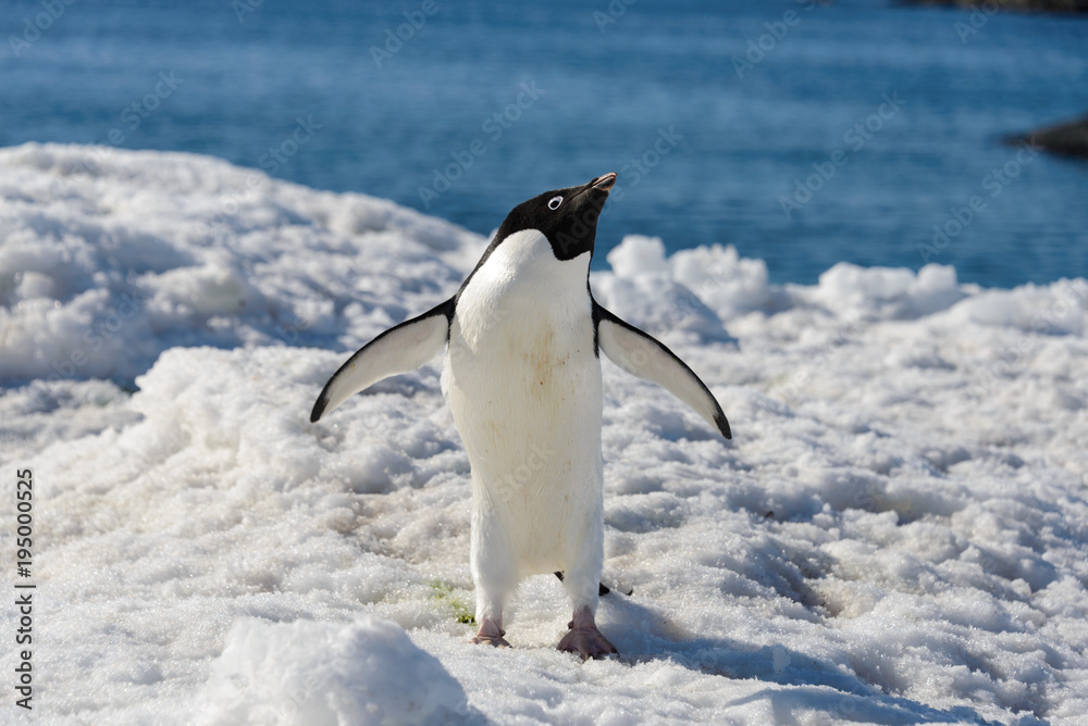Fototapeta premium Adelie penguin on snow