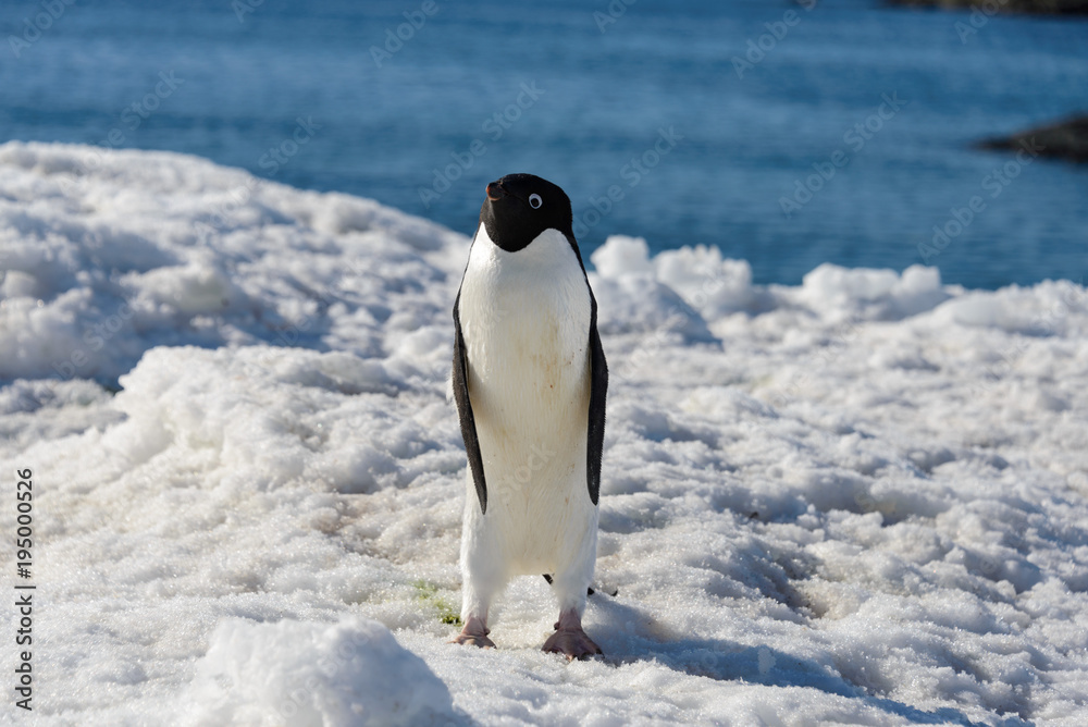 Obraz premium Adelie penguin on snow