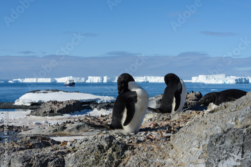 Adelie penguins on beach