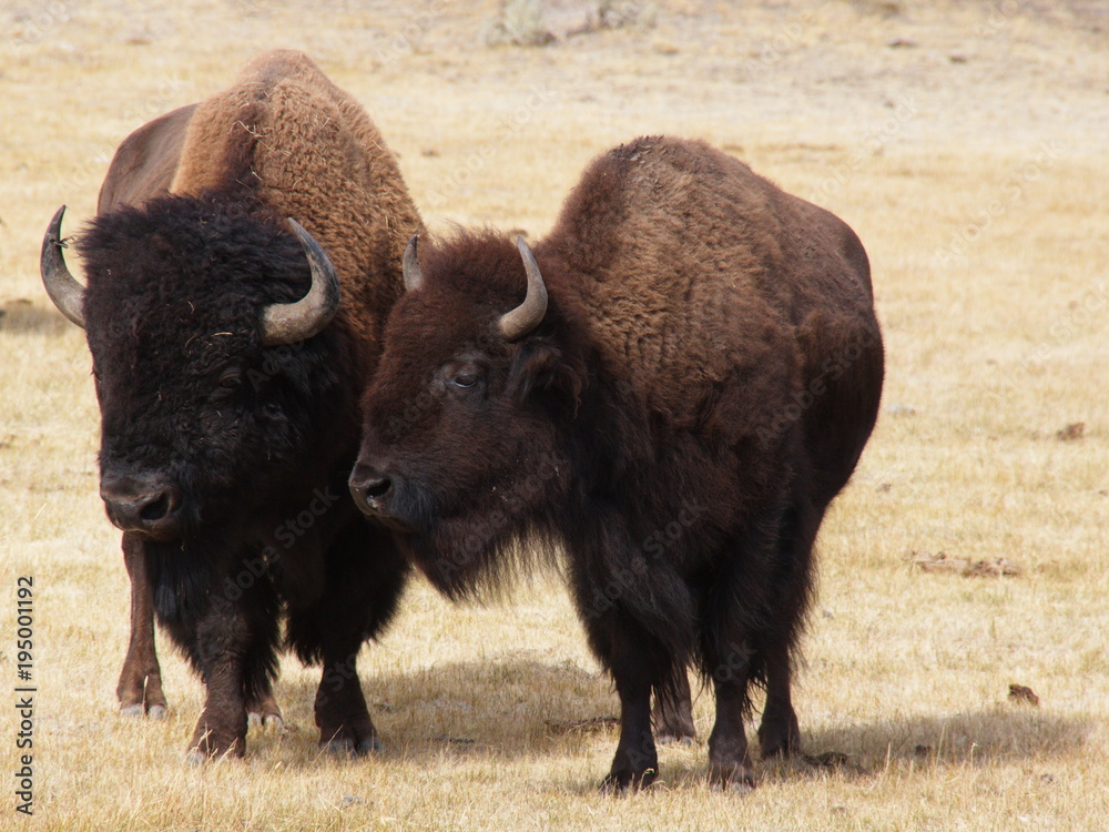 Bisons in Lamar Valley in Yellowstone National Park in Wyoming in the USA
Bisons in Lamar Valley in Yellowstone National Park in Wyoming in the USA
