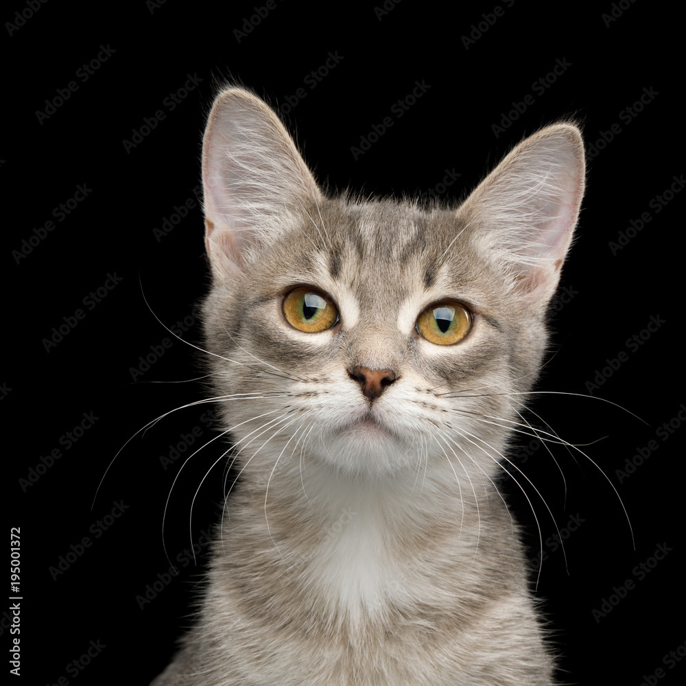 Cute Portrait of Tabby Kitten on Isolated Black Background