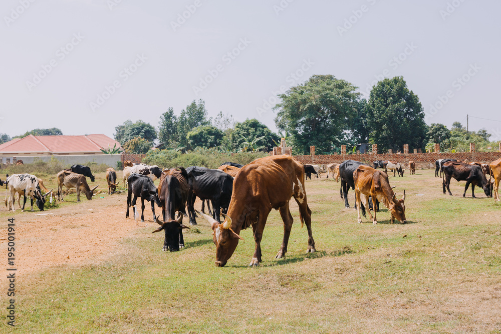 cows in Uganda, Africa