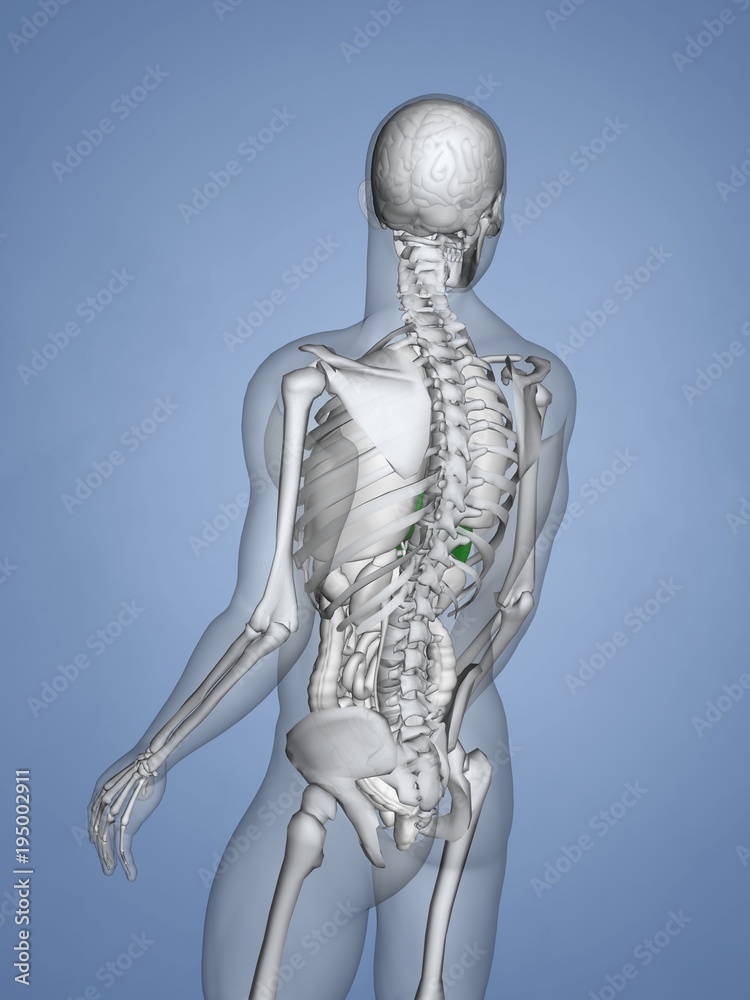Liver, 3D Human Model