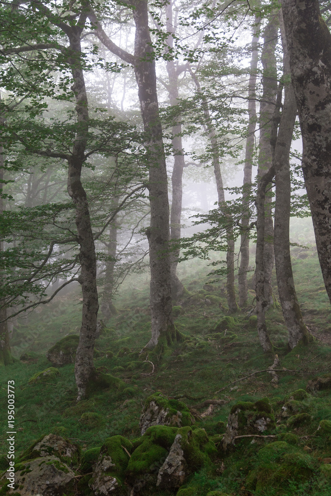 Fototapeta premium Green Forest in fog
