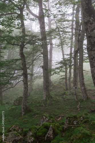 Green Forest in fog