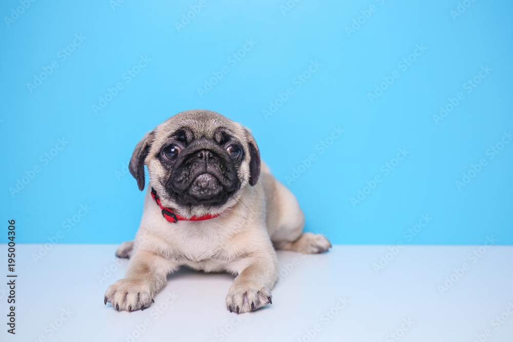 Cute pug puppy on color background