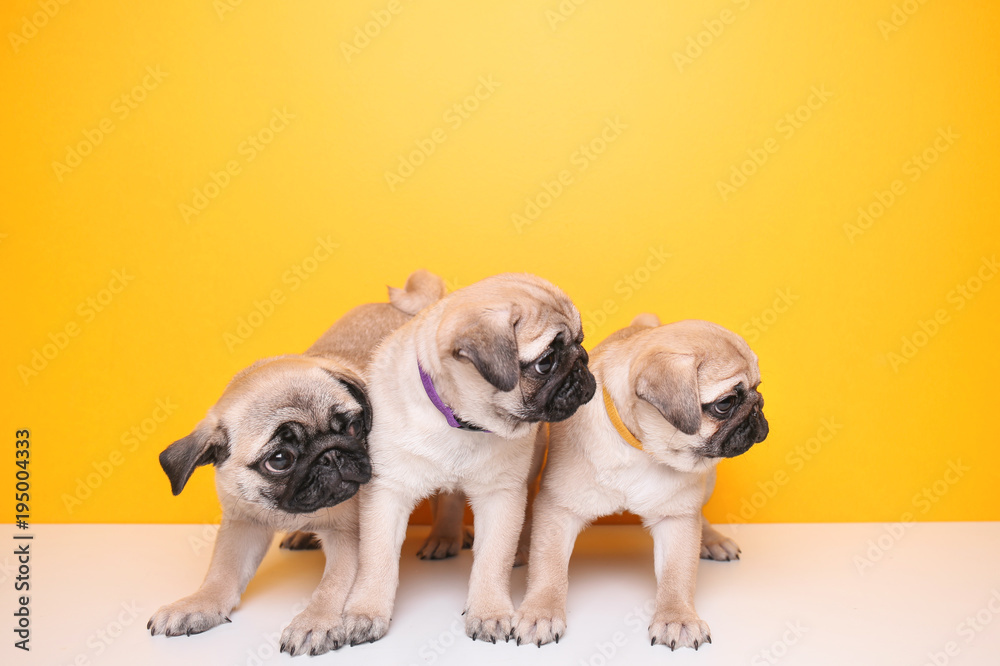 Cute pug puppies on color background Cute pug puppies on color background