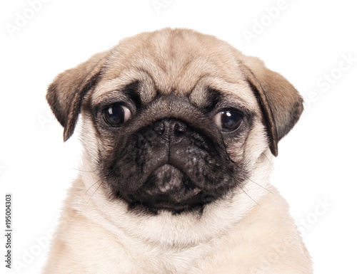 Owner holding cute pug puppy on white background