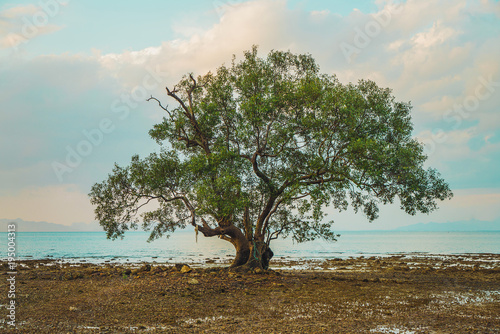 Single green tree at seaside during dusk photo