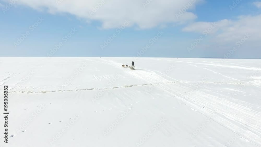 Aerial: Training sled dogs on a frozen bay in winter Aerial: Training sled dogs on a frozen bay in winter