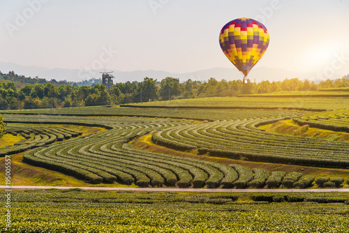 colorful hot air balloon flying on beautyful  green tea platation   photo