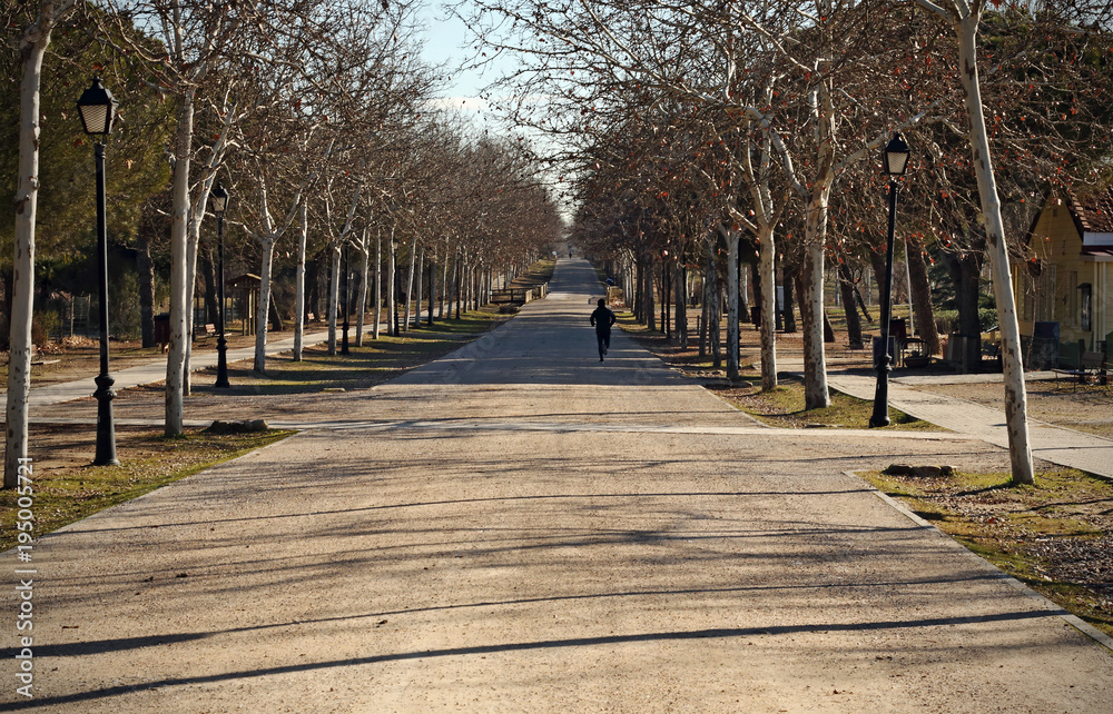 Road with trees without leaves in the park Road with trees without leaves in the park