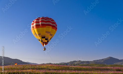 colorful hot air balloon flying on beautyful cosmos field 