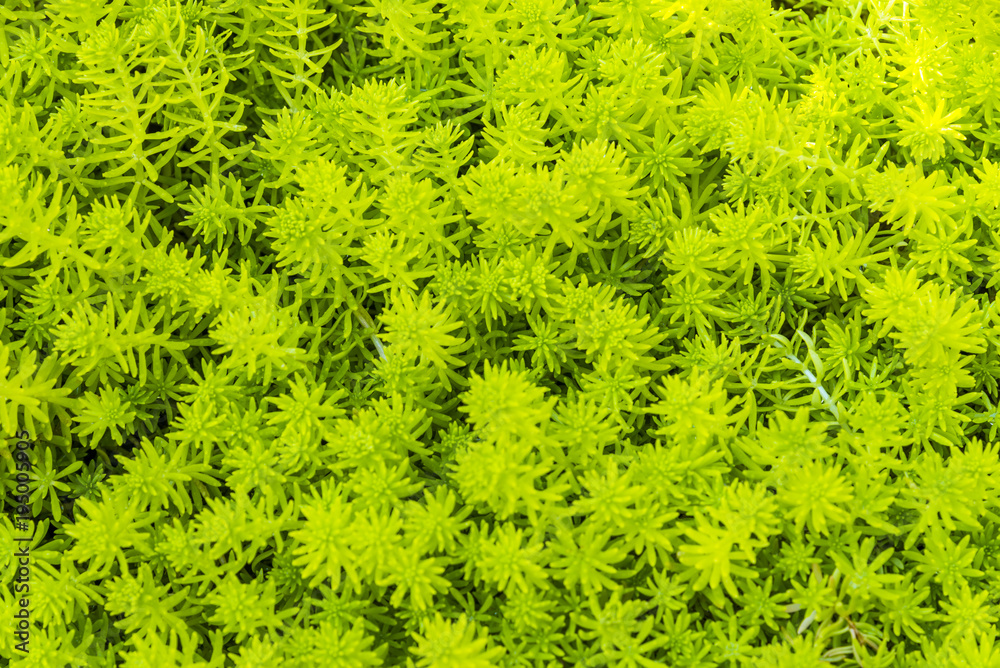 Fototapeta premium Close up green grass in the garden