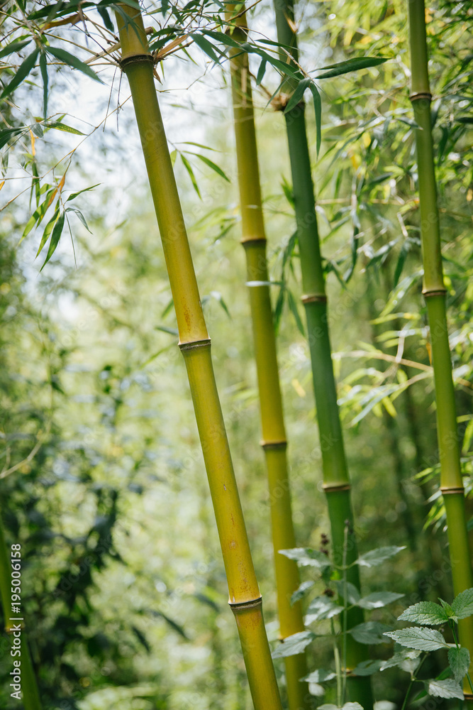 Fototapeta premium bamboo forest