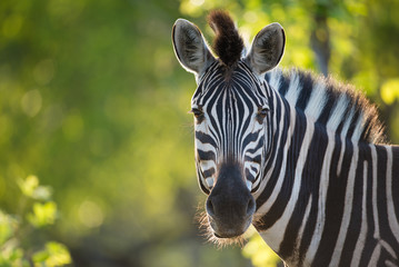 Fototapete Zebra Zebra im Gegenlicht Krüger Nationalpark  © Villiers