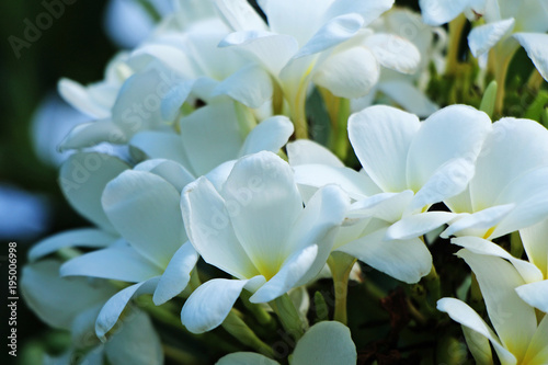 White plumeria blooms in the tropical garden