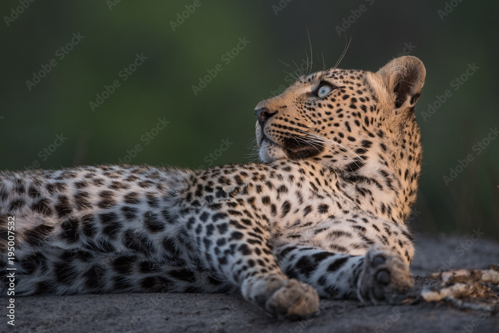 A horizontal, cropped, close up colour image of a resting leopard, Panthera pardus, in the Greater Kruger Transfrontier Park, South Africa. A horizontal, cropped, close up colour image of a resting leopard, Panthera pardus, in the Greater Kruger Transfrontier Park, South Africa.