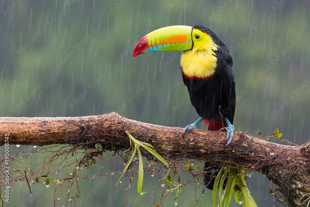 Toucan perched on branch in a rainy day. Costa Rica forest. Toucan perched on branch in a rainy day. Costa Rica forest.