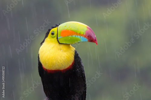 Toucan perched on branch in a rainy day. Costa Rica forest.