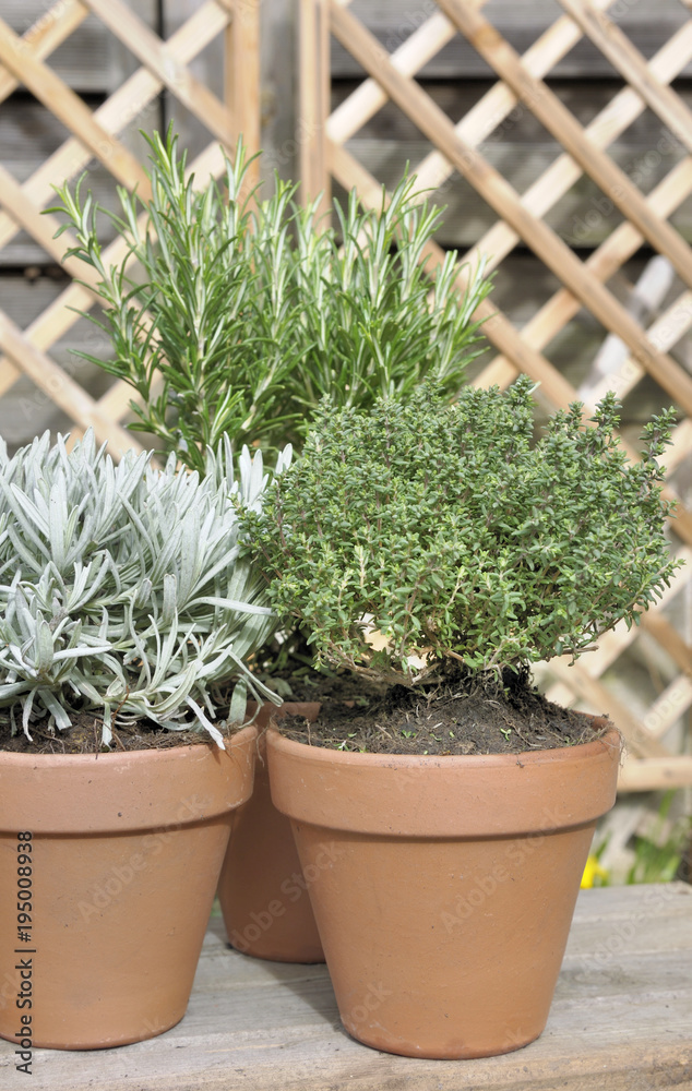 potted thyme sage and rosemary on a wooden table in garden 