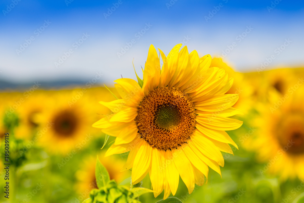 Sunflower field with cloudy blue sky (Helianthus annuus) Sunflower field with cloudy blue sky (Helianthus annuus)