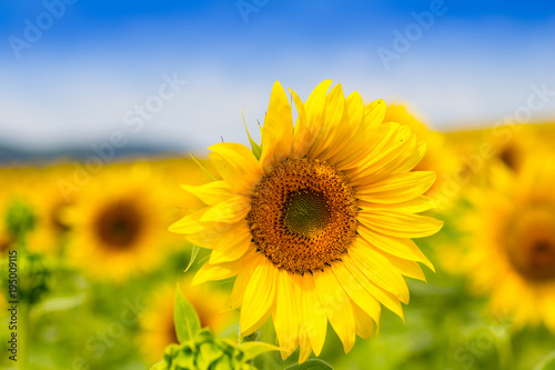 Sunflower field with cloudy blue sky (Helianthus annuus)