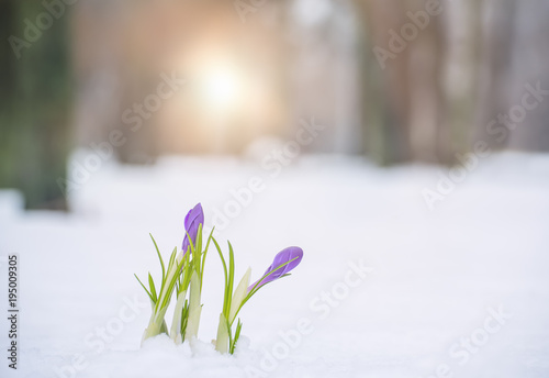 The first spring flowers in the snow on a forest glade. Evening soft sunlight through the trees.
