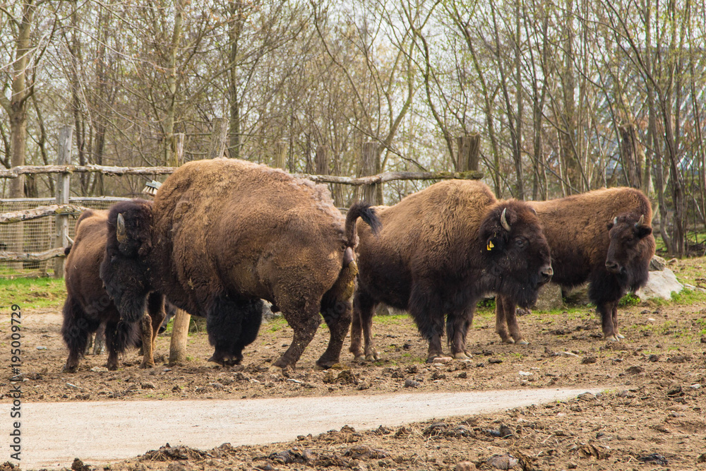 weidende Bisons