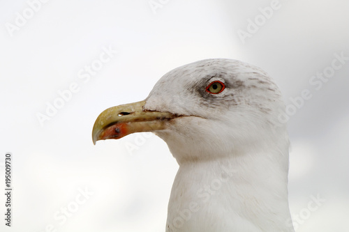 Portrait of a white seagull over a background of a cloudy sky.