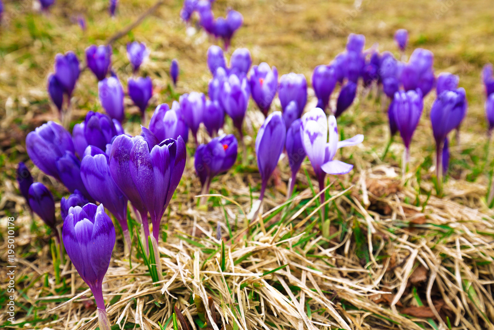 Purple crocus flowers in snow awakening in spring Purple crocus flowers in snow awakening in spring