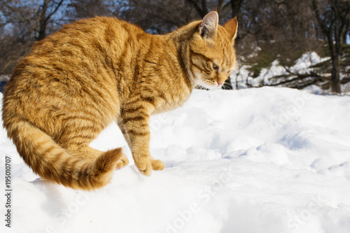 red cat on the snow