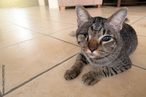 blind cat has one eye. injured kitty