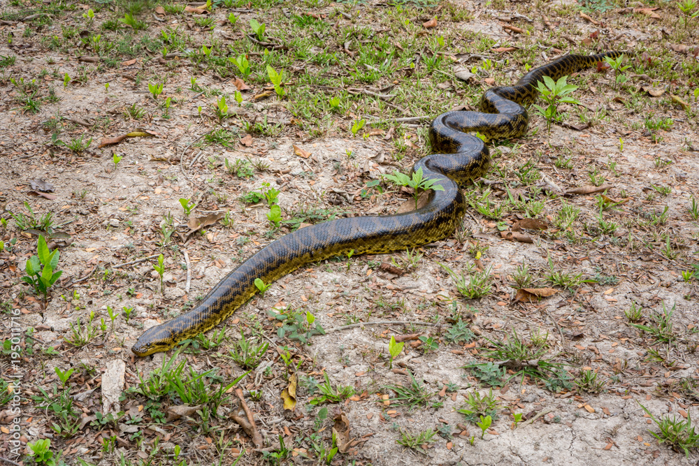 Anaconda (eunectes) in the Pantanal, Mato Grosso, Brazil. Anaconda (eunectes) in the Pantanal, Mato Grosso, Brazil.