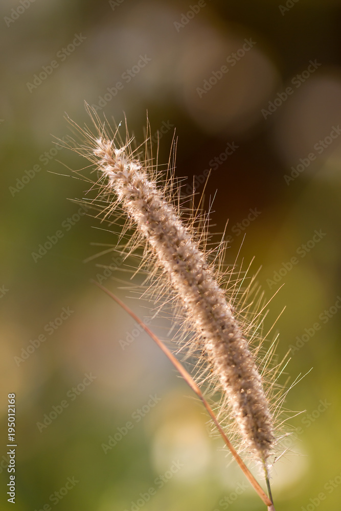 Poaceae grass flower with sunlight in the morning and bokeh background. Poaceae grass flower with sunlight in the morning and bokeh background.