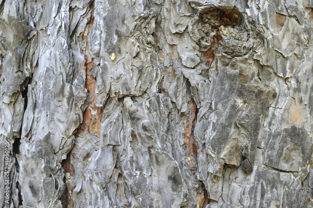 texture tree bark pine. photo taken in the taiga. Russia texture tree bark pine. photo taken in the taiga. Russia