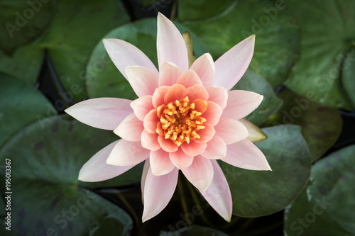 Pink lotus in the basin