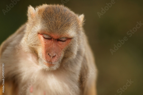 Macaque rhesus on the wall with beautiful blurry background. Cheeky monkey in the city area. Wildlife scene with danger animal. Hot weather in India. Macaca mulatta. © photocech