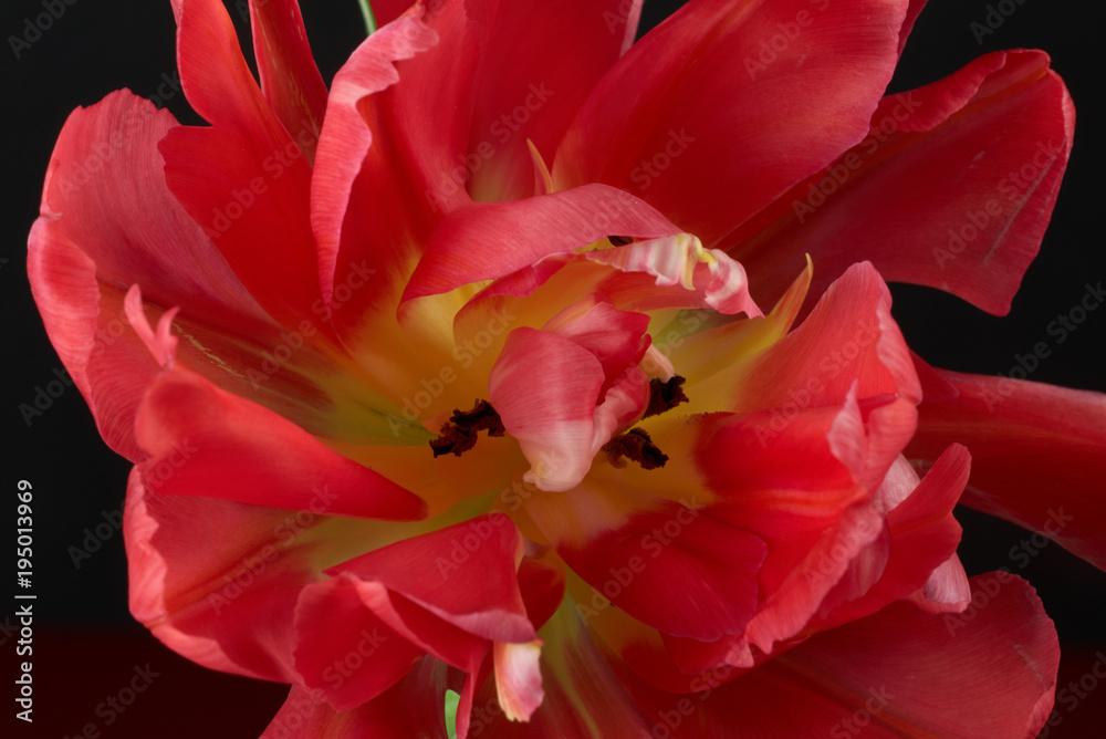 Stilleben Blüten Tulpe