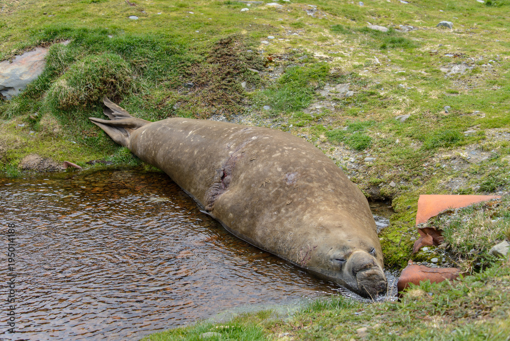 Fototapeta premium Elephant seal sleeping