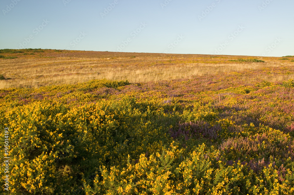 Obraz premium Yellow gorse and heather on Selworthy Beacon Exmoor Somerset, England