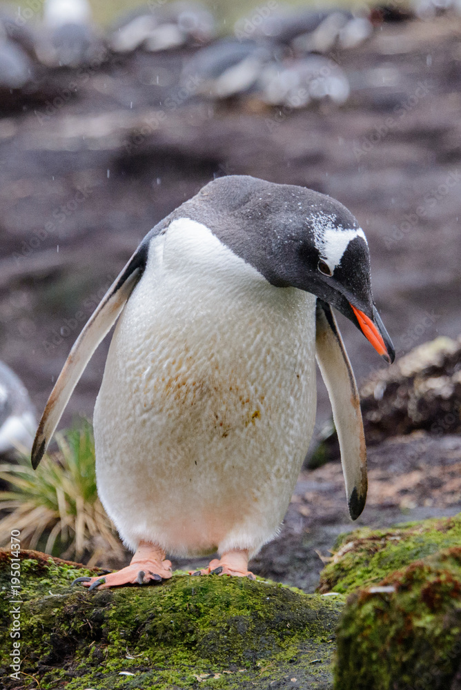 Naklejka premium Wet gentoo penguine in green grass in rainy weather