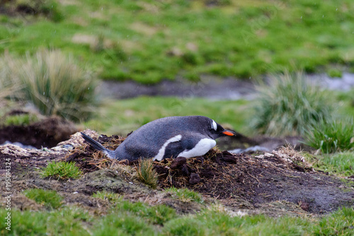 Wet gentoo penguine in nest in rainy weather